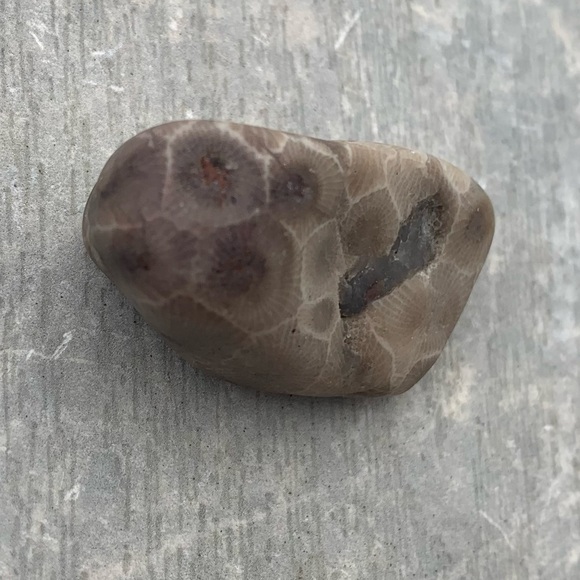 Petoskey stone - Picture 9 of 11